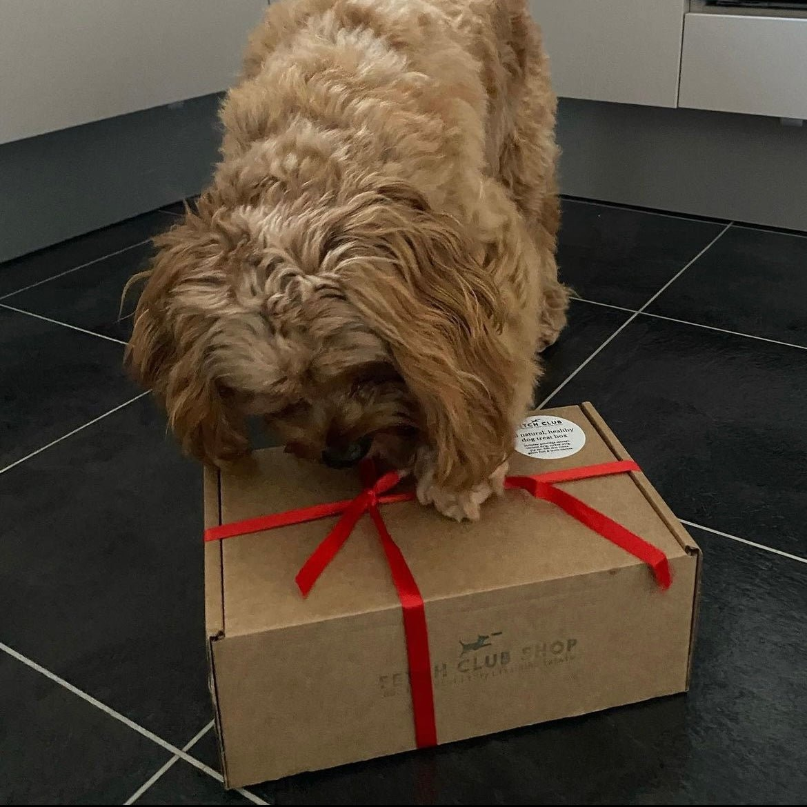 Treat box for dogs
